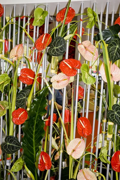 Hermosa flor flamenca —  Fotos de Stock