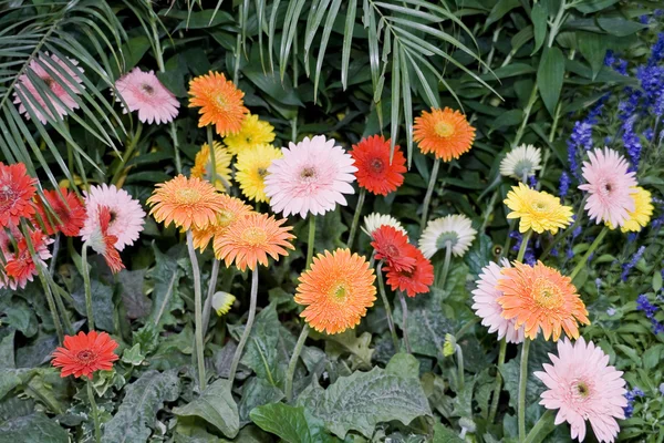 Krásné kvetoucí květiny — Stock fotografie