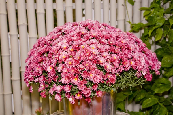 Bellissimo fiore fiorito — Foto Stock