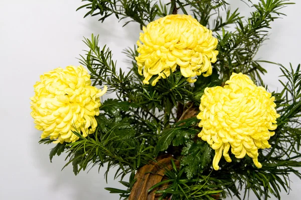 Красивая хризантема — стоковое фото