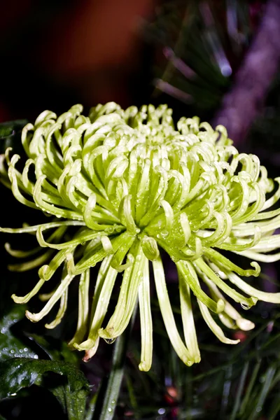 Zelená chryzantéma — Stock fotografie