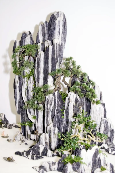 岩の上の盆栽 — ストック写真