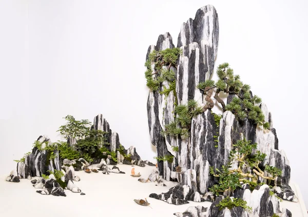 stock image Bonsai on rock