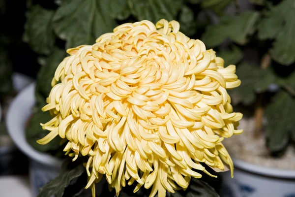 Beautiful chrysanthemum — Stock Photo, Image