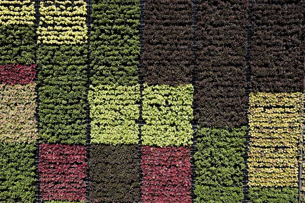 Різнобарвні листя стіни — стокове фото