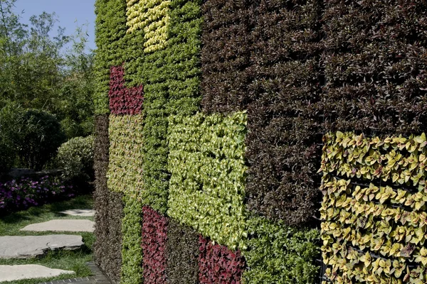 Різнобарвні листя стіни — стокове фото