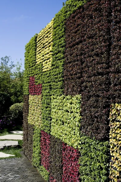 다채로운 잎 벽 — 스톡 사진