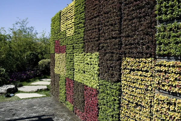 Kleurrijke bladeren muur — Stockfoto