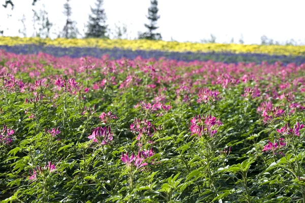 stock image Sea Of Flowers