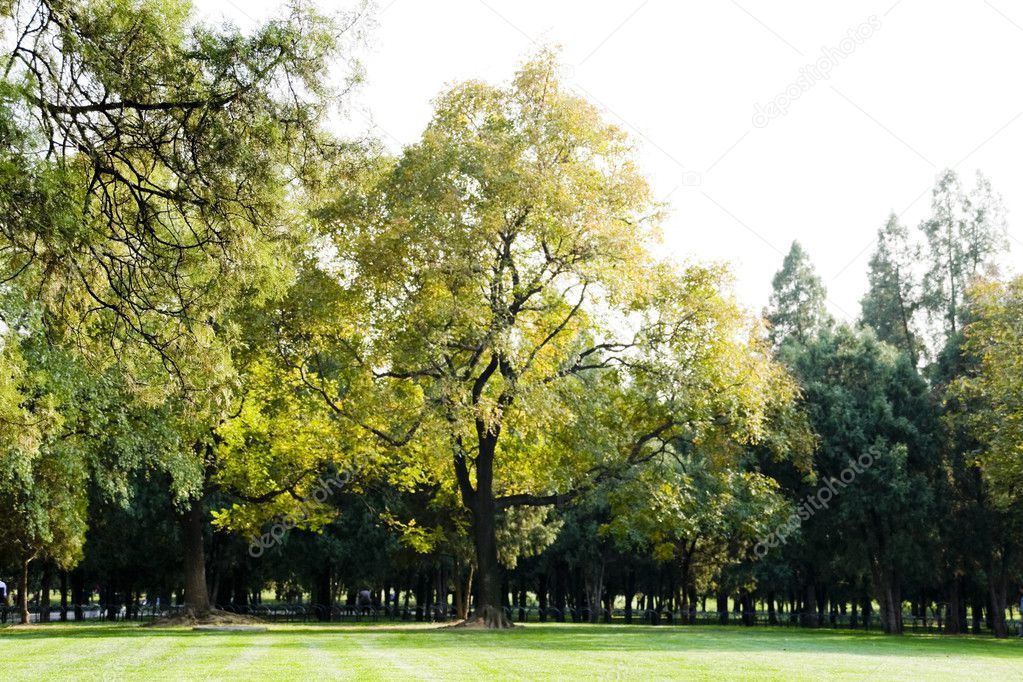 Lawn With Trees