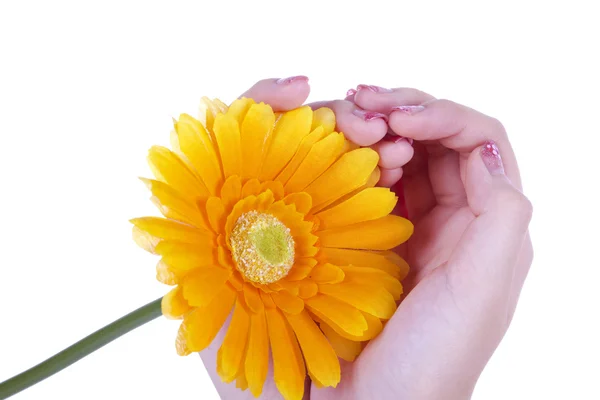 stock image Beautiful hands of a woman with bright orange flower