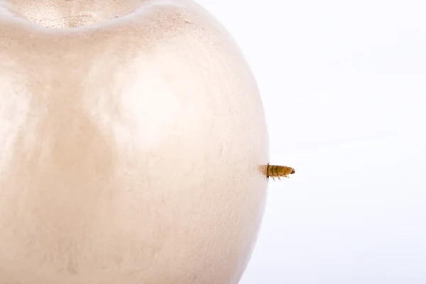 黄金のリンゴ 白い背景の上のワーム — ストック写真
