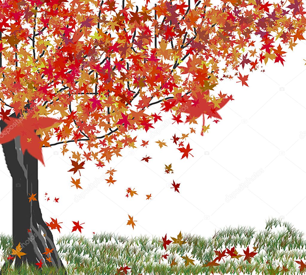 Maple tree with red maple leaves