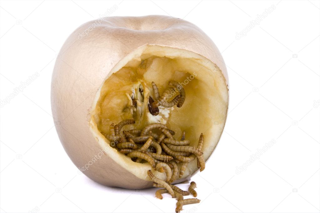 Golden apple and worm on white background