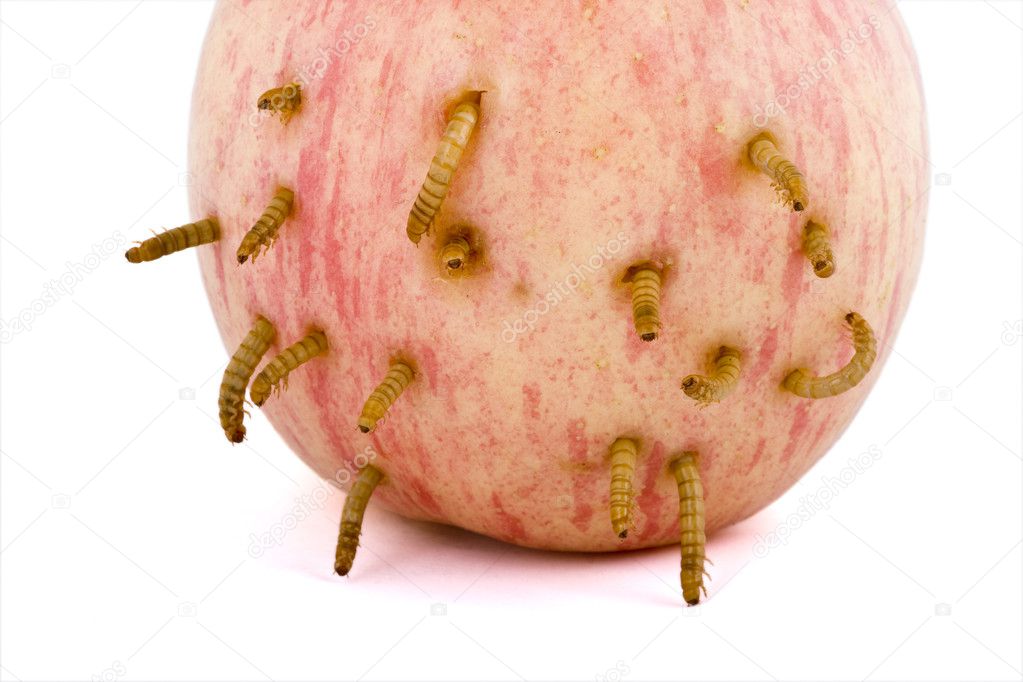 Apple and worm on white background