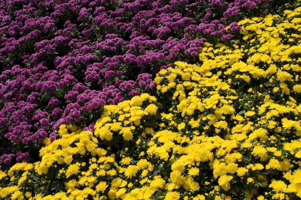 Πολύχρωμα Λουλούδια Στο Πάρκο Της Πόλης Κέντρο — Φωτογραφία Αρχείου
