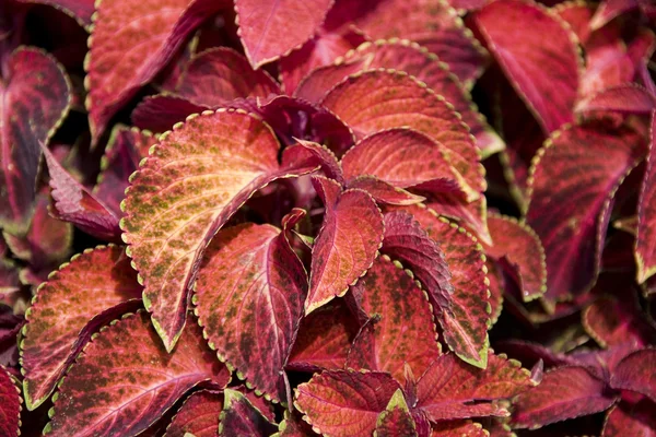 Krásný Červený List Podzim — Stock fotografie