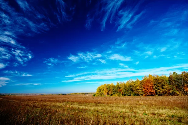 Cielo del prado y árboles —  Fotos de Stock