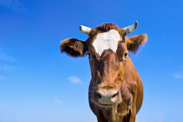 Retrato de vaca marrom — Fotografia de Stock