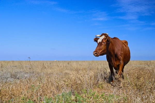 Koe in een veld — Stockfoto