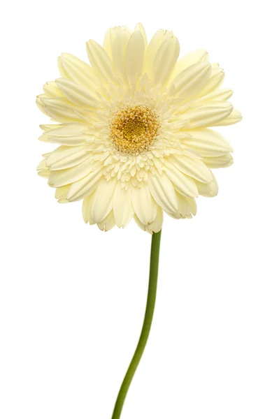Flor de margarida branca — Fotografia de Stock