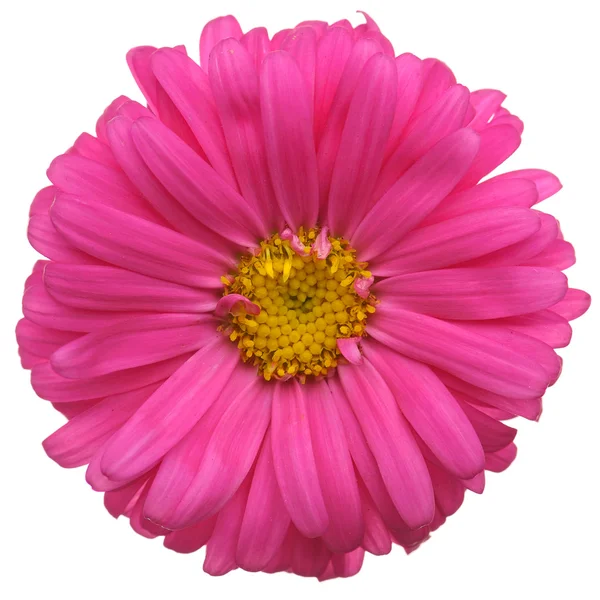 Röd daisy blomman — Stockfoto