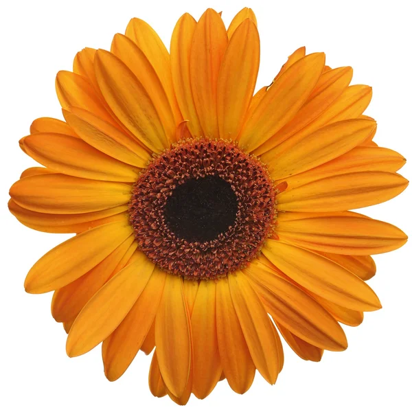Orange daisy blomman — Stockfoto