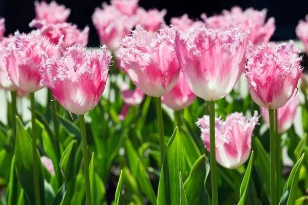 핑크 튤립 꽃 — 스톡 사진