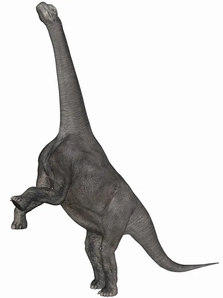 stock image Camarasaurus-3D Dinosaur