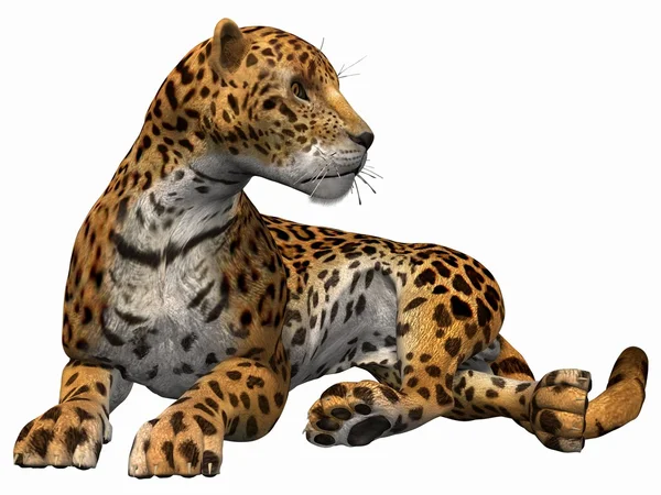 Jaguar — Zdjęcie stockowe