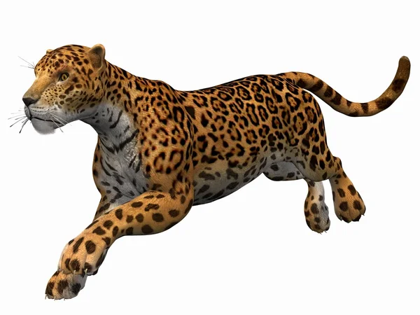 Jaguar — Stock Photo, Image