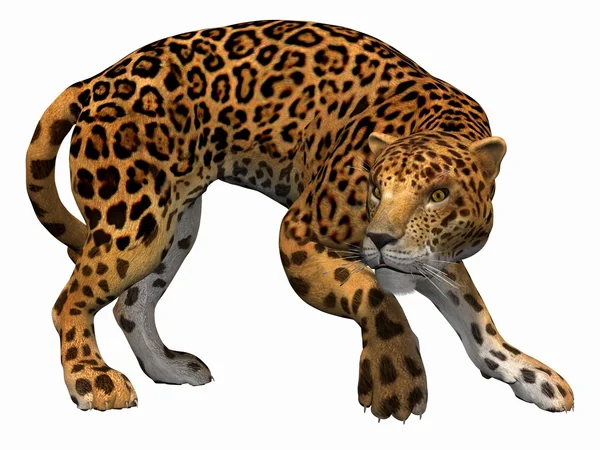 Jaguar — Zdjęcie stockowe
