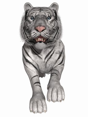 White Tiger clipart