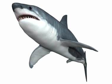 Büyük beyaz köpekbalığı