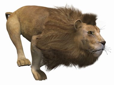 3D aslan