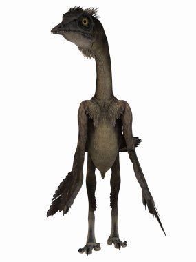 Archaeopteryx - 3d dinazor