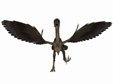 Archaeopteryx - 3d dinazor