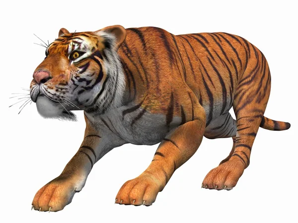 Tiger 3D — Stockfoto