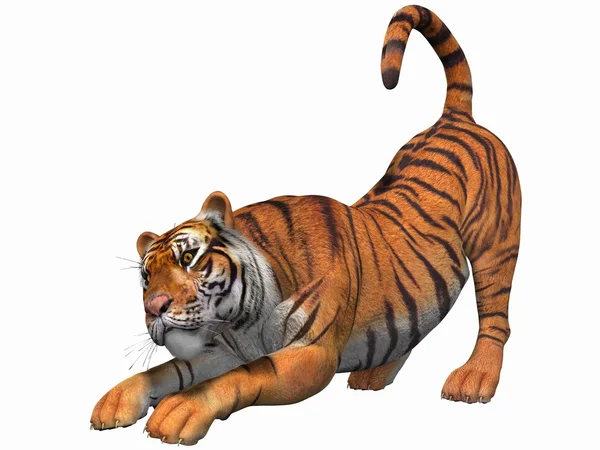 Tigre 3D — Photo