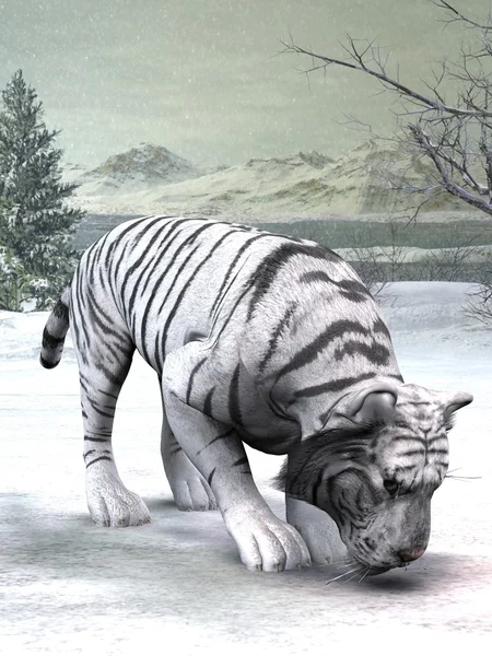 stock image White Tiger