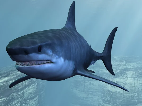 偉大な白いサメ — ストック写真