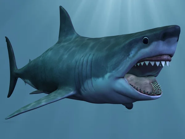 大白鲨 — 图库照片