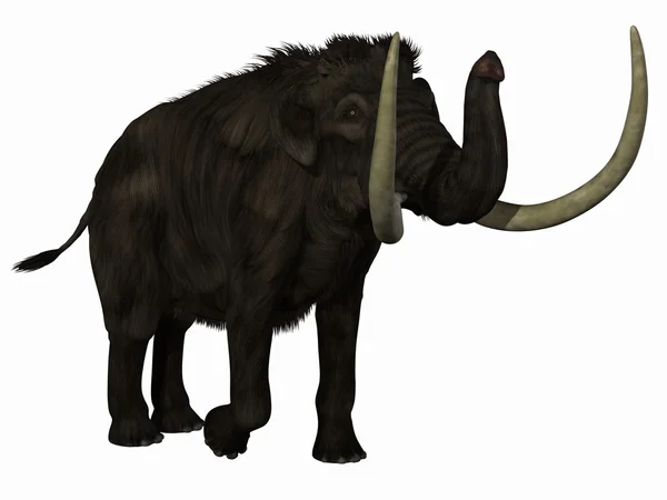 stock image Mammoth