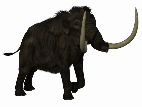 stock image Mammoth