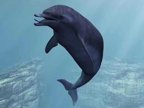 Golfinho — Fotografia de Stock