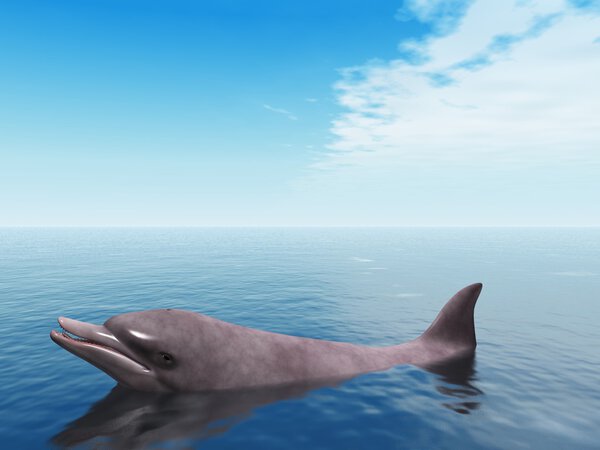 Dolphin