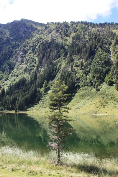 stock image Summer in Austria