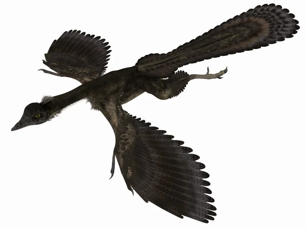 Archaeopteryx - Dinossauro 3D — Fotografia de Stock