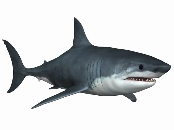 Grande tubarão branco Imagens Royalty-Free