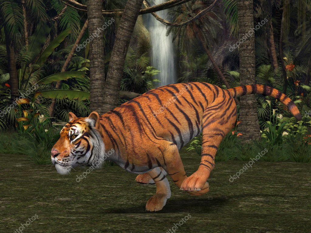 Tiger 3d Stock Photo By C Digitalstudio
